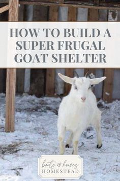 a goat standing in the snow next to a wooden fence with text overlay that reads how to build a super frugal goat shelter