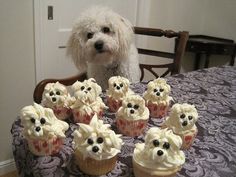 a dog sitting at a table with cupcakes in front of him