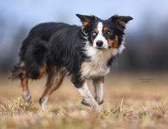 a black and white dog is running through the grass