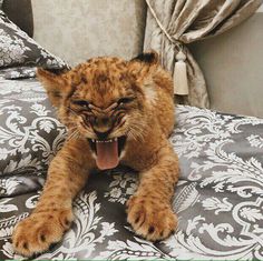 a baby lion laying on top of a bed with its mouth open and tongue out