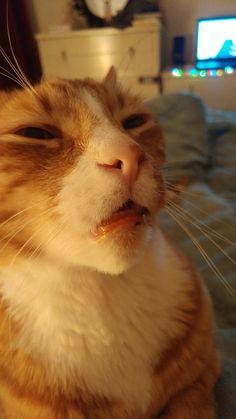 an orange and white cat sitting on top of a bed