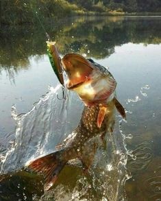 a large fish with a fishing hook in it's mouth jumping out of the water