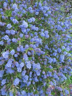 blue flowers are growing in the grass