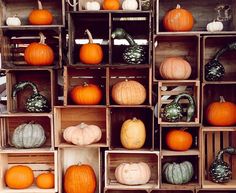 several wooden crates filled with pumpkins and gourds