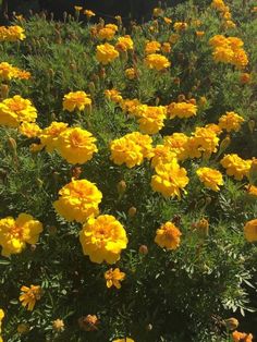 yellow flowers are blooming in the garden