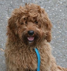 a brown dog with a blue leash sitting on the ground