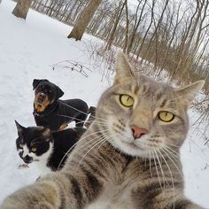 two dogs and a cat in the snow with one looking at the camera while another looks on