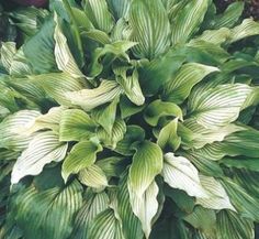 a close up of a plant with green leaves in the ground near other plants and flowers