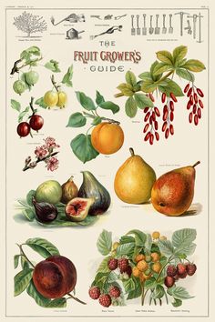 the fruit grower's guide is shown in this vintage illustration, with fruits and berries