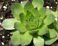 a close up of a green plant in the dirt