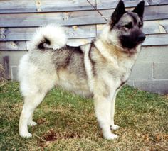 a dog standing in the grass next to a wooden wall and fence with leaves on it