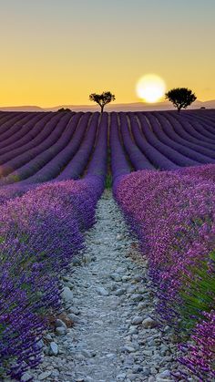 the sun is setting over a lavender field with a stone path leading to a lone tree