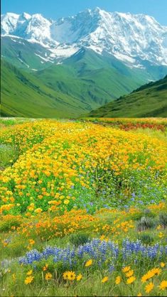 wildflowers and mountains are in the background