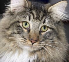 a close up of a cat with green eyes