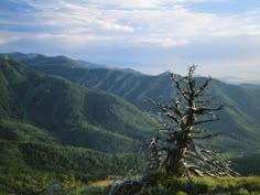 a dead tree on top of a mountain with mountains in the backgrouds