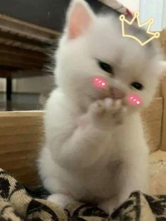 a white cat with pink eyes sitting on top of a couch