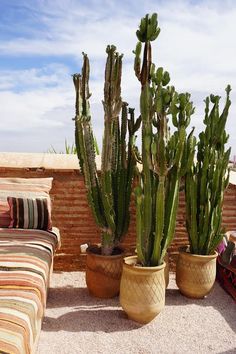 three potted cactus plants sitting on top of a patio next to a couch and pillows