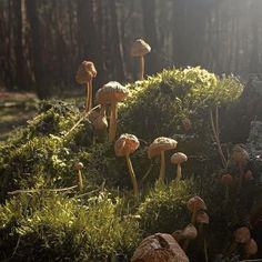 many mushrooms growing on the mossy ground in a forest with sunlight shining through the trees