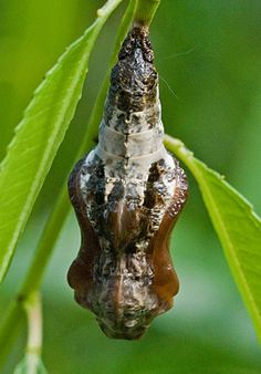 a close up of a leaf with a caterpillar attached to it's back