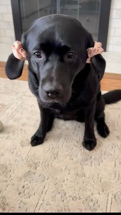 a black dog is sitting on the floor with its ears wrapped around it's head