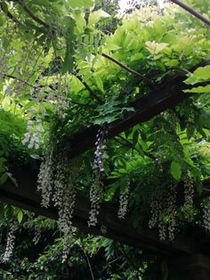 some white and purple flowers hanging from a wooden structure