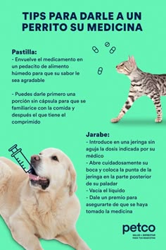 a cat and dog are in front of a green background with the caption tips para darble un perrito su medicina