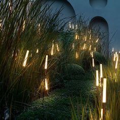 some plants and lights in the grass