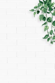 green leaves on a white brick wall