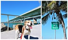 there is a dog standing on the sidewalk next to a street sign and palm tree