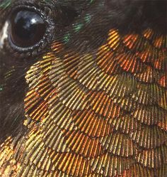 a close up view of a colorful bird's wing and head with black, green, yellow and orange feathers