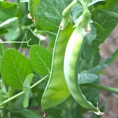 green beans are growing on the plant