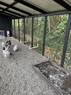 two chickens are walking around in the gravel