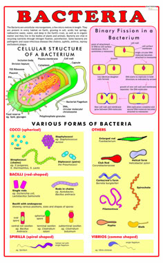 the structure and functions of an animal cell