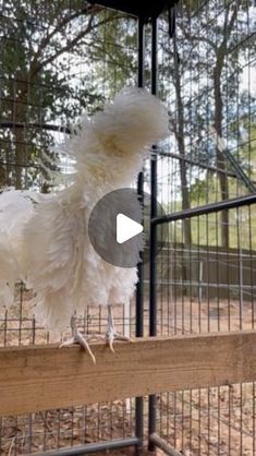 a large white bird standing on top of a wooden platform in a caged area