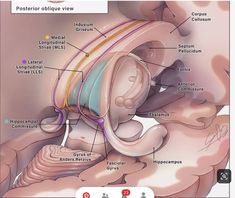 an image of the inside of a human body with labels on its organs and labeled parts