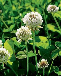 White Clover Seed for New or Existing Lawns Midwest Food, White Dutch Clover, Clover Garden, Food Forests, Clover Seed, Cover Crops, Banana Plant, Seeding Lawn, Food Plot