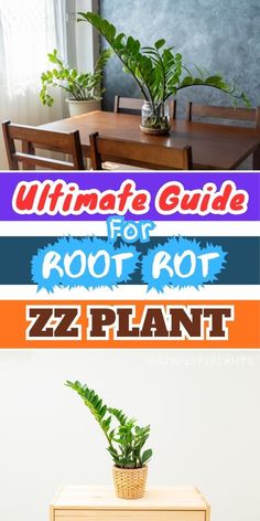 Fix Root Rot In Houseplants, Houseplant Root Rot Solutions, Preventing Root Rot In Indoor Plants, Identifying and Treating Root Rot in Houseplants, How to Save Plants from Root Rot, Managing Root Rot in Potted Plants- Root rot in ZZ plant: 5 causes, ZZ plant care, Preventing root rot in ZZ 
plant, Overwatering ZZ plant, ZZ plant soil drainage, ZZ plant root health Zz Plants, Root Rot, Health And Vitality, Zz Plant, The Signs, Helpful Tips, Plant Care, Garden Projects, House Plants