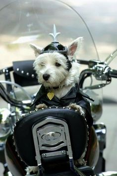 a small white dog wearing a leather outfit sitting on a motorcycle