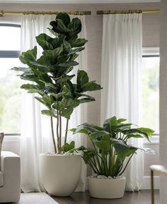 two potted plants sitting on top of a wooden table next to a window with white curtains