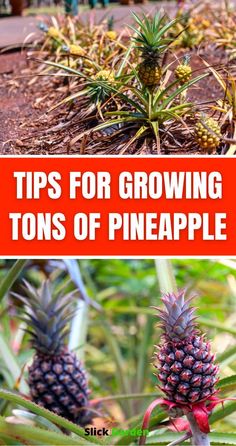 pineapples growing in the garden with text that reads tips for growing tons of pineapple