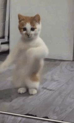 a cat is standing on its hind legs in front of a door and looking at the camera