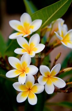 small white and yellow flowers with green leaves