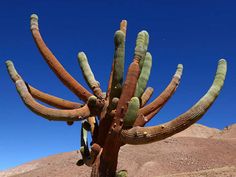 a large cactus in the middle of a desert