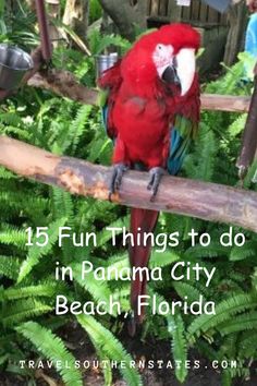 a red parrot sitting on top of a tree branch with the words fun things to do in panama city beach, florida