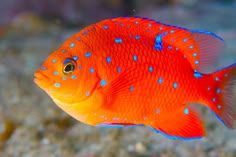 an orange fish with blue dots on it's body