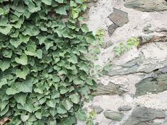 a green plant growing on the side of a stone wall