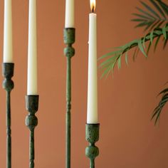 four candles are lined up in front of a potted plant and one candle is lit