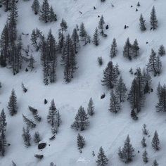 an aerial view of trees in the snow