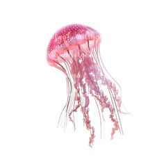 a pink jellyfish floating in the water on a white background with copy - space