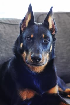 5 month old Beauceron, bas rouge, berger de beauce, french shepherd Blue Heelers, Dog German, Herding Dogs